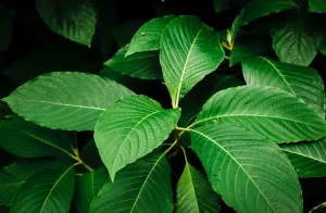 happy go leafy green malay kratom