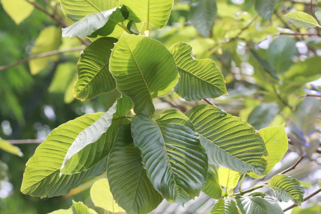 happy go leafy green malay kratom